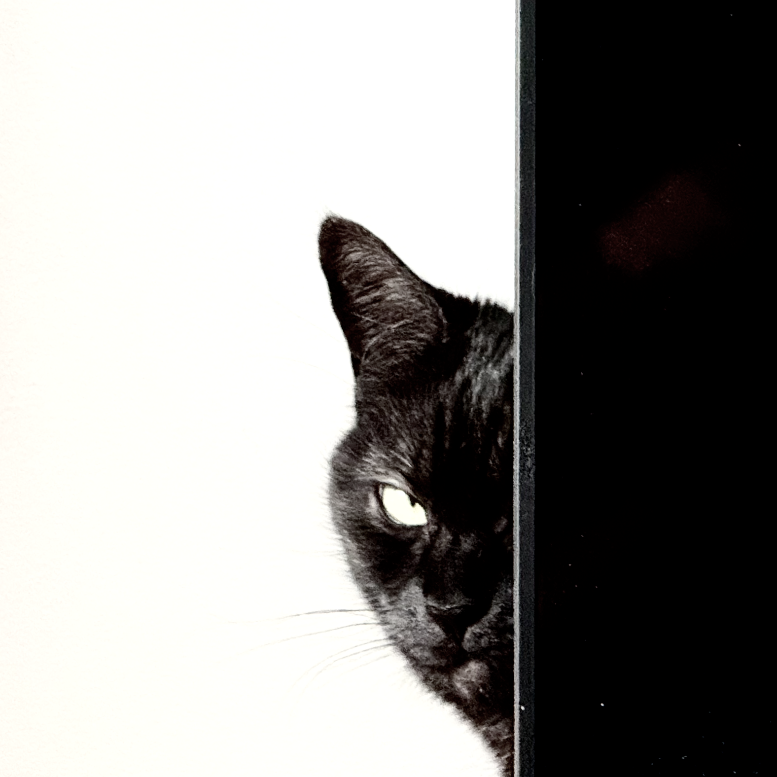 photo black cat