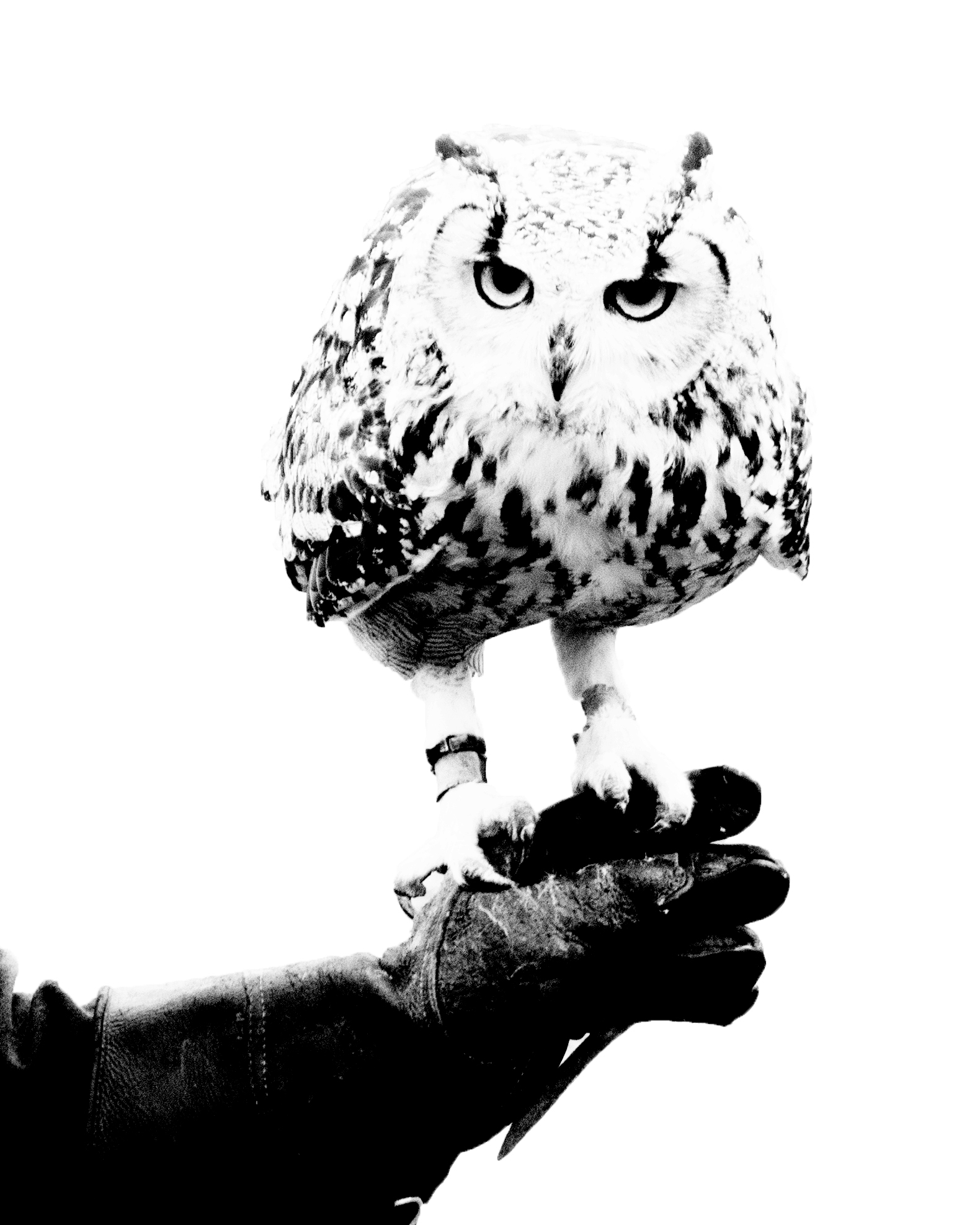 photo post-processed black and white owl falconer glove