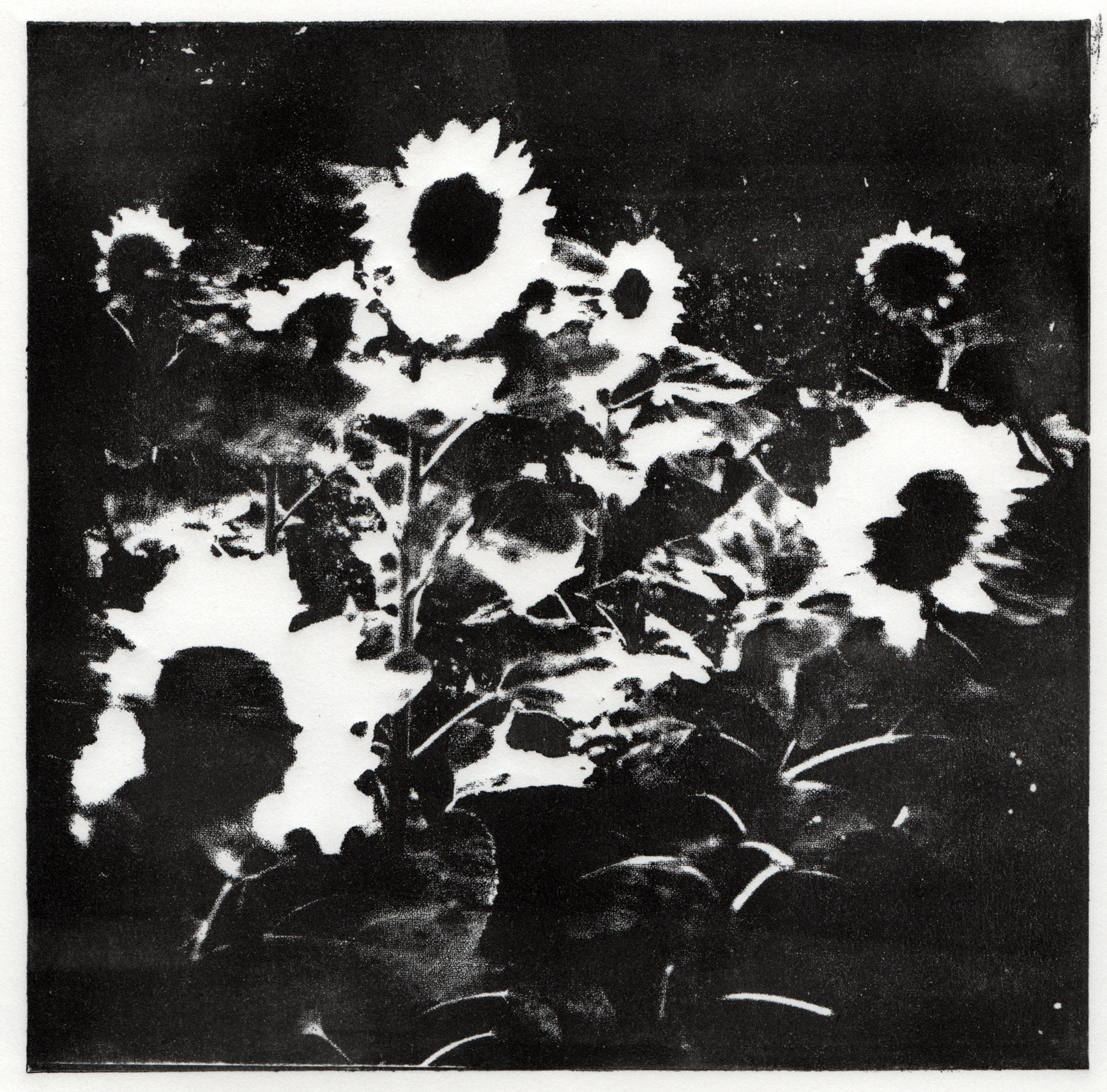 scan print sunflowers
