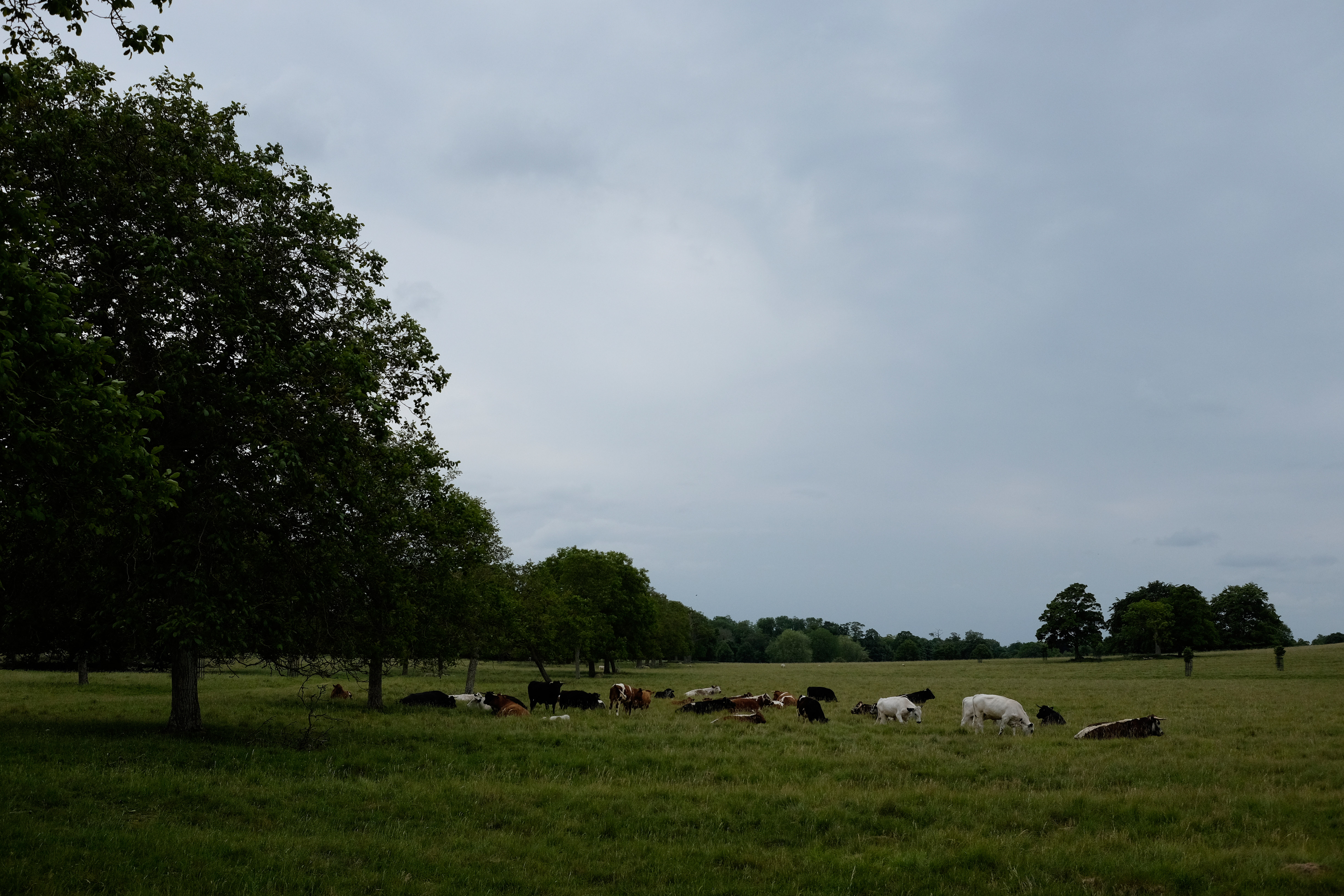 photo landscape audley end cows in field with tree