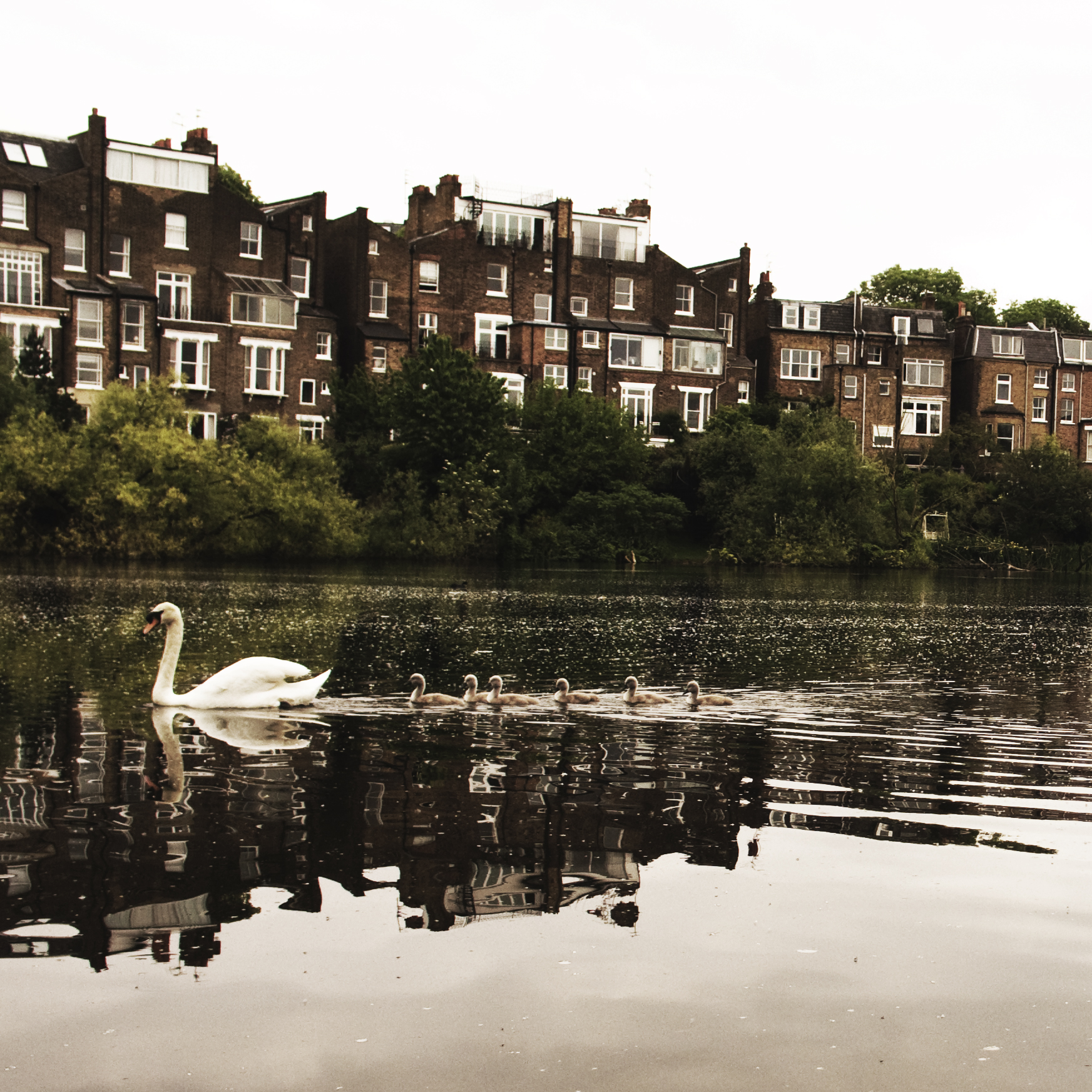 photo post-processed hampstead pond houses and swans