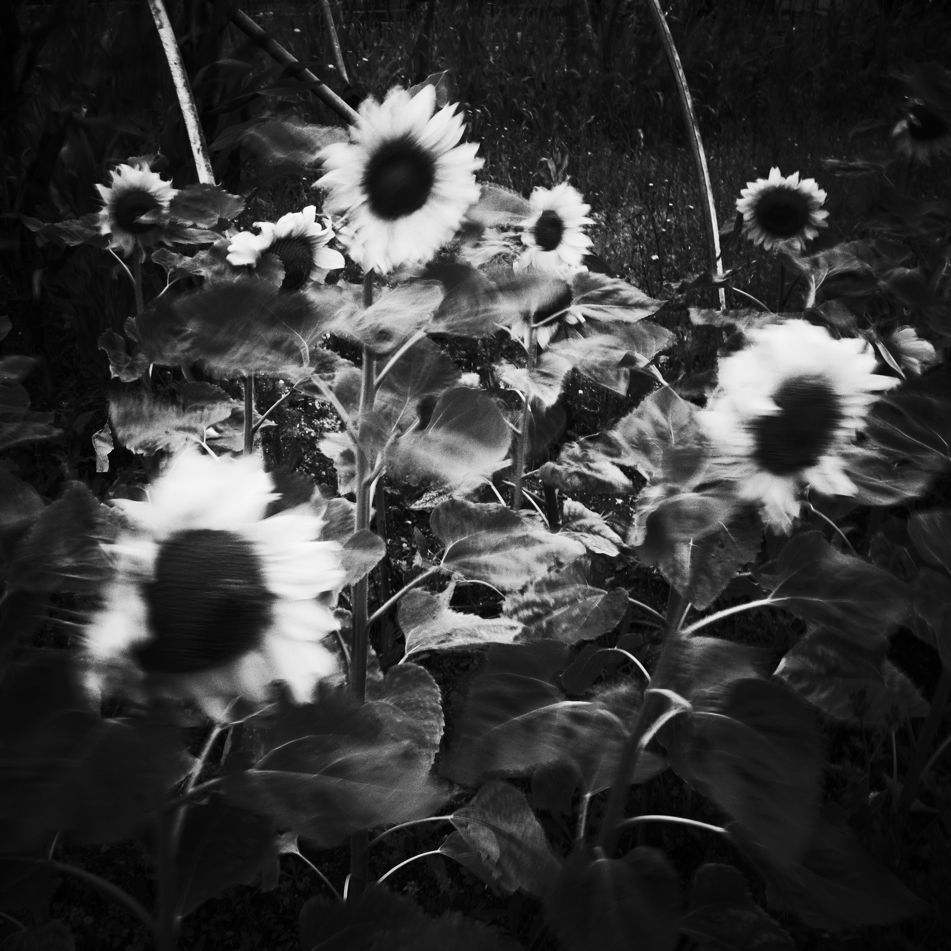 photo black and white sunflowers blowing in breeze